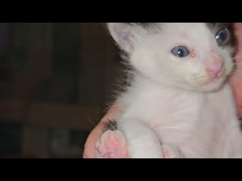 Apocalypse ലോകാവസാനം ! 🥲🐈‍⬛🐕🐈 പട്ടി പൂച്ച കൊളാബ് Saturday special pet vlog #petvideo #dog #catlover