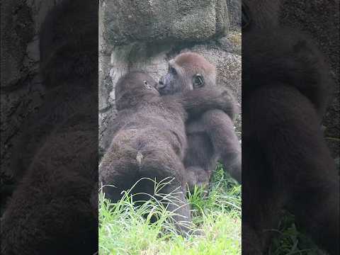 adorable #gorilla brotherly love 😆 #gorillatag #金剛猩猩 #台北市立動物園 #shorts