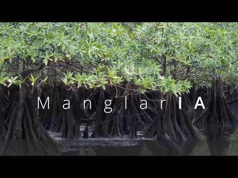 AI for Mangroves, ManglarIA