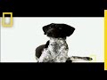 Puppy Training and Development Concepts