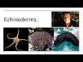 Marine Invertebrates and Their Features