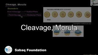 Cleavage, Morula