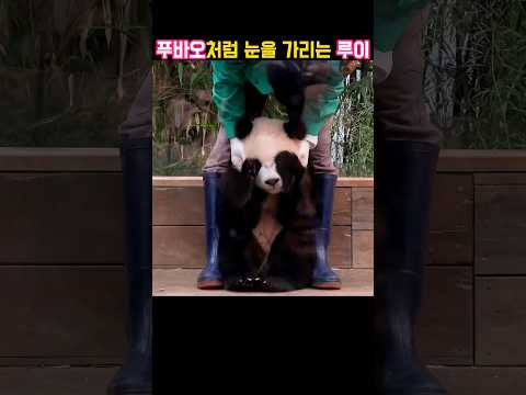 루이바오가 푸바오처럼 눈을 가려요! #푸바오 #루이바오#강철원사육사