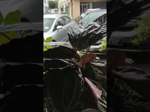 My new baby 😍 | #plants #plantscollection #plantslovers