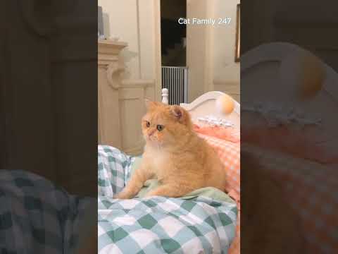 Oyenn molorrr nihh dah siang lom bangun ayamm sudah gak sabaran nunggu #catcomedy #catvideos