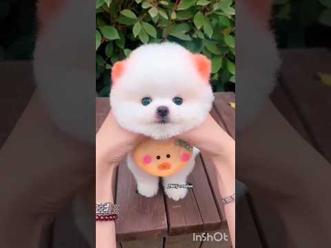 😍🫶🫰#cutepuppy #music #youtubeshorts #viralshots