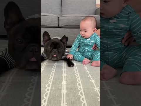 Frenchie vs baby
