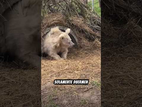 Mira a este oso despertando de hibernacion 🐻💤