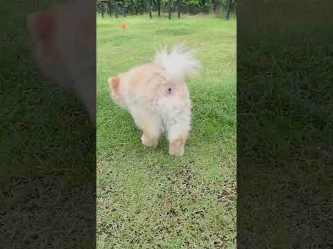 Happy Time 🐶🐶 #pomeranian #dogshorts #dogslife