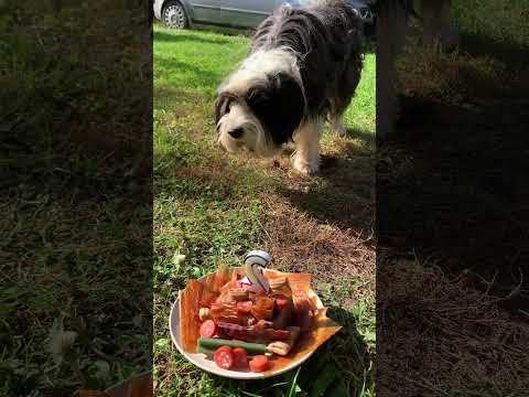 Lady má narozeniny 🥳🎁🎂🐕‍🦺💕 #happybirthday #love #cake #dog #love #lovedog #short #shorts #cz
