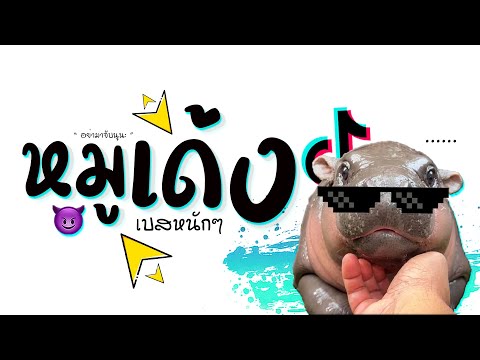 เพลงหมูเด้งเเดนซ์ฮิปโปแคระเบสหนักๆ2024😈DJGEZMUSIC