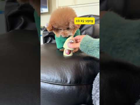 🐶giỡn mặt hả.#pets #tiktok #dog #cute