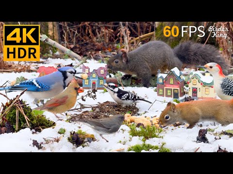 Christmas Cat TV 😺 Joyful Winter with Birds and Squirrels 🐿 4K HDR 60FPS