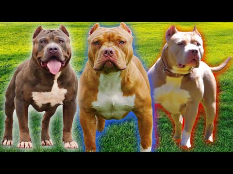 Master Class: American Bully Terrier, Mastiff and Bulldog Traits