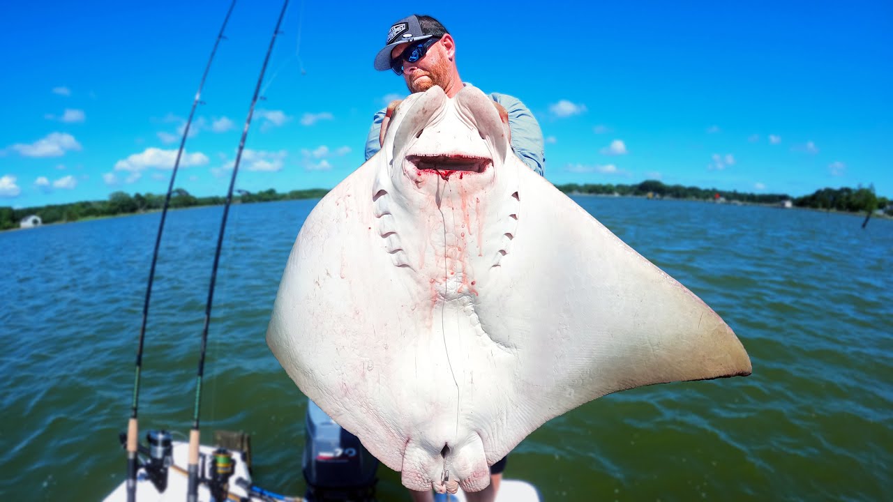 I cant believe we ate this fish (CATCH CLEAN COOK) Cownose Ray