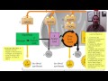 Photosynthesis and Cellular Respiration Concepts