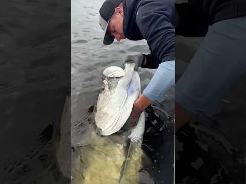 Fisherman Rescues Hooked Fish #trending