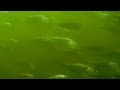 Chesapeake Bay Ecosystem Dynamics