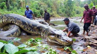 Massive Python Spotted by the Riverbank – Unbelievable Size