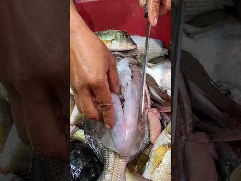 Found a WHOLE Fish Inside This Squid! 🤯