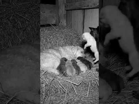 🐕 Dog family sleeps. Cat mom joined 🥹 #wildlife #adorablemoments #adorableanimals #cat #dog #ai