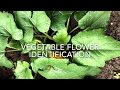 Vegetable Gardening Knowledge Assessment