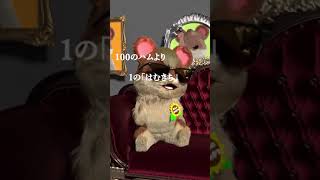 カリスマペットはむきち