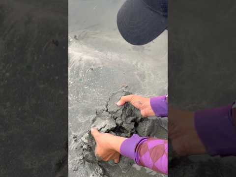 Brilliant Catch! Two Big Claws with Bare Hands Under the Sand 🦀