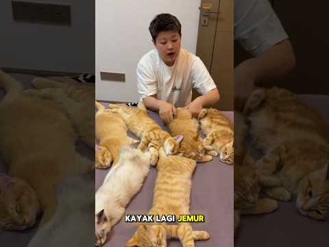 Kayak lagi jemur ikan asin #shorts #kucing