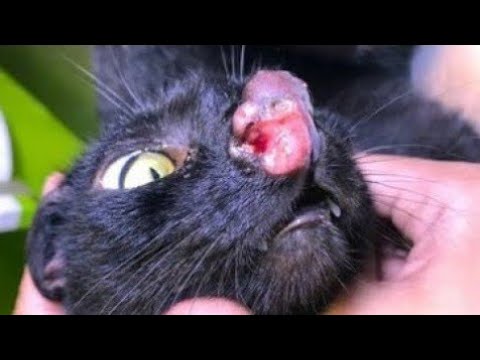 Removing Immense Botfly Maggot From Kitten's Nose (Part 44)