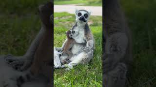 Baby Lemur with mum