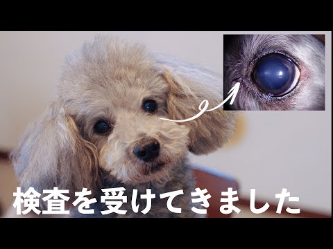 🐶「グリィの目が白内障になっているのでは？」というコメントについて