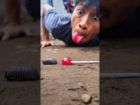 Being a cheapskate, he snatched the candy from the pill millipede and roared with laughter #shorts