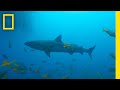 Shark Conservation and Tracking