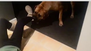 My Slipper Stealing Boerboel 