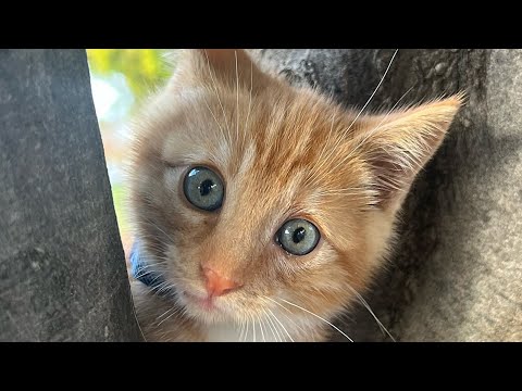 Cat's in love with woman who saved him