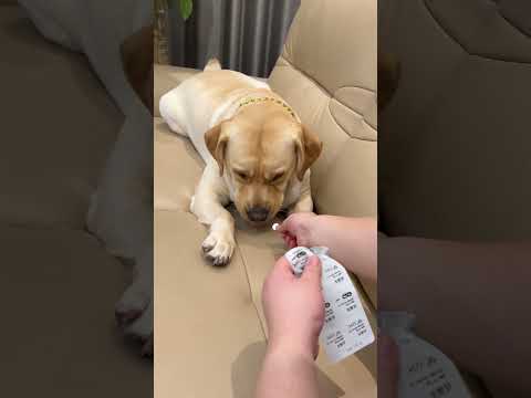 肉肉说了算🐶：把烫嘴的饺子塞进狗子的嘴巴里，狗子骂骂咧咧地气走了