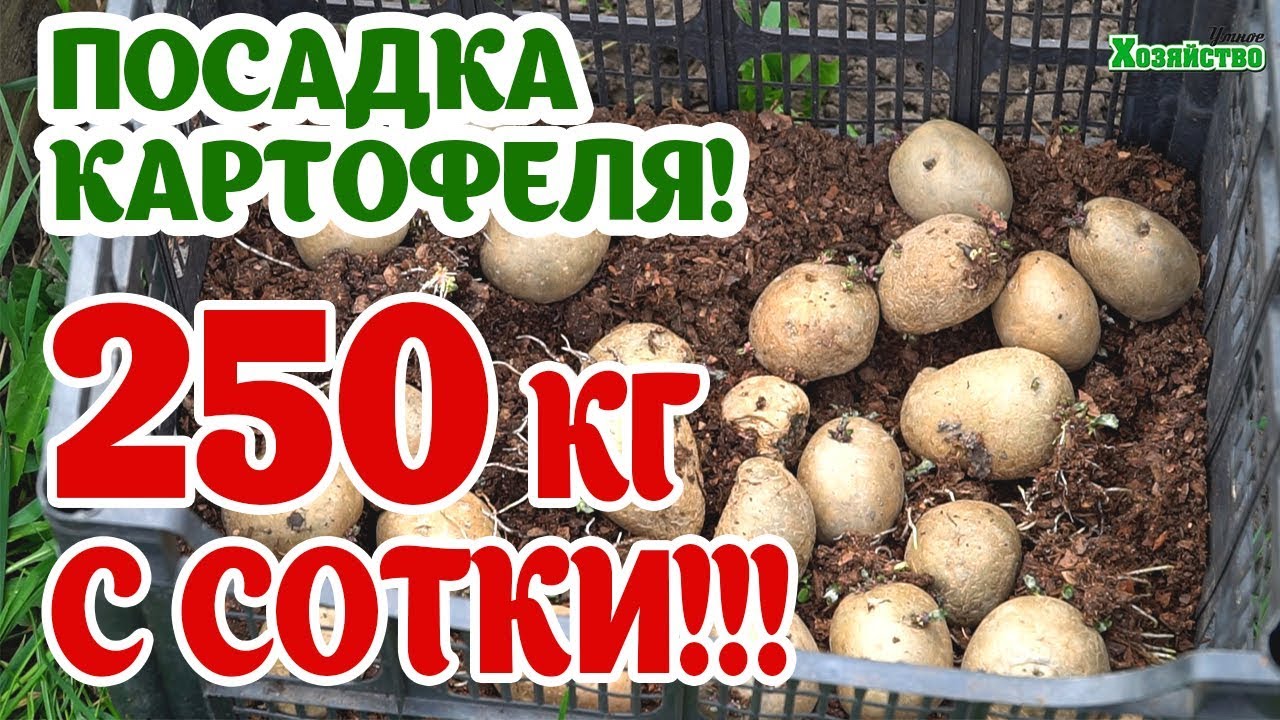 Секрет посадки картофеля. 250 кг урожая с сотки