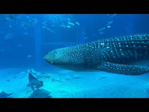 猫の動画サムネイル - 【週末おさかな部】テーマ「海遊館のいきものぬりえ」🎨🐟vol.124