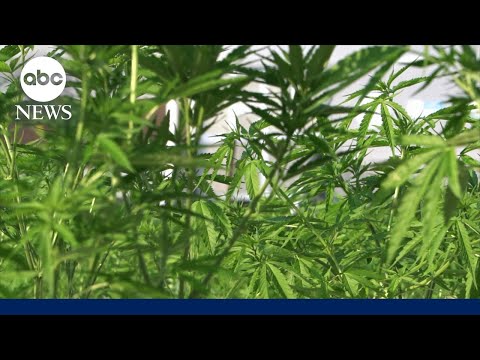 YouTube video thumbnail: Cannabis May Help Curb Alcohol Consumption in Trend Called 'California Sober:' Study