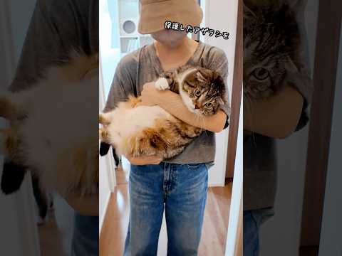 猫好き必見！抱っこ中の鳴き声に備える訓練の結末と実践ポイント サムネイル