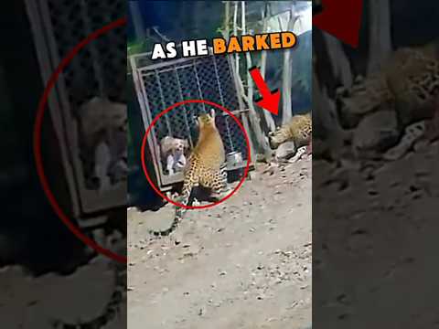 This Dog Is Almost Become Prey For The Hungry Leopard #trending #trendingshorts #viral #leopardvsdog