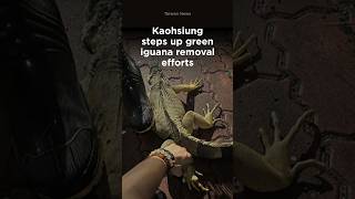 Kaohsiung steps up green iguana removal efforts