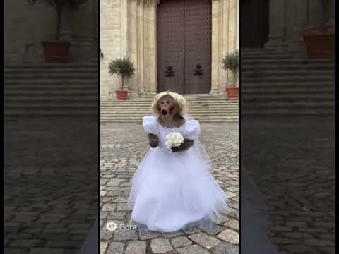 ahahha😂#foryou #funny#meme #memeita #monkey #memes #scimmia #monkey #sposa #gg