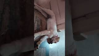Mr.Attitude Max #funny #cutestgoldens #cutepuppy #goldenretriever #viral