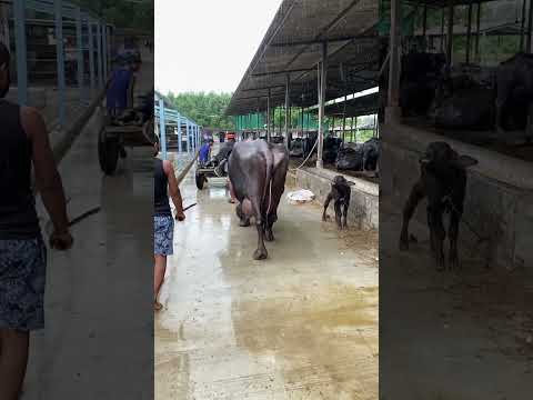 Girdhara dairy farm Surat Gujarat
