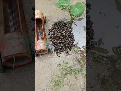 আমরা জঙ্গলে যাচ্ছি শামুক তুলতে। Snail for duck #shorts #funny #viral #youtubeshorts #video
