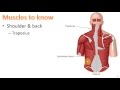 Exploring the Muscular System: Key Concepts and Structures