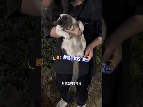 大學生一把就抓住了學長🐮…學長🐱：死丫頭 皮筋塞我牙了🙄告老師去💢！網友：她好厲害😱 知道咬人的時候扣嘴！ #cat #cute #shorts #cutecat #funny #cutecat
