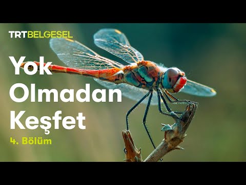 Yok Olmadan Keşfet | Büyük Şehrin Küçük Sakinleri | TRT Belgesel